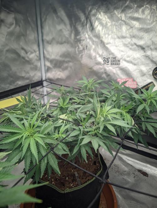 14/14 Kritical GB FEM "GB STRAINS". Week 12