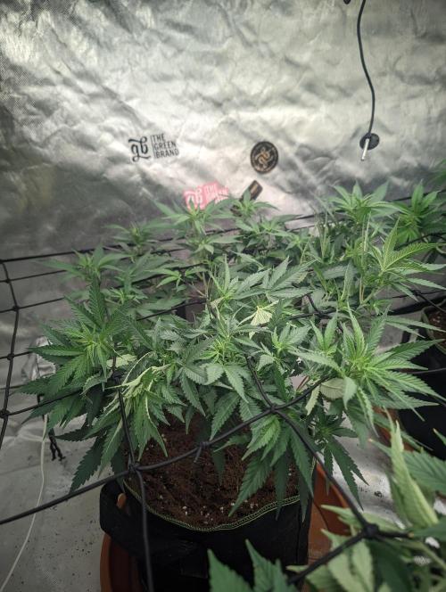 14/14 Kritical GB FEM "GB STRAINS". Week 12