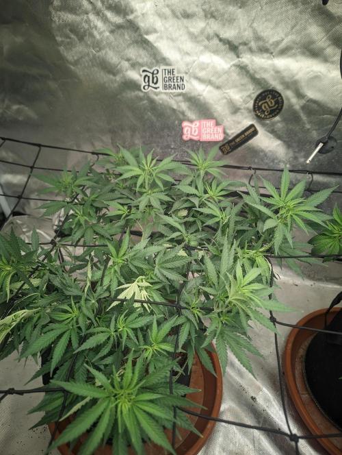 14/14 Kritical GB FEM "GB STRAINS". Week 12