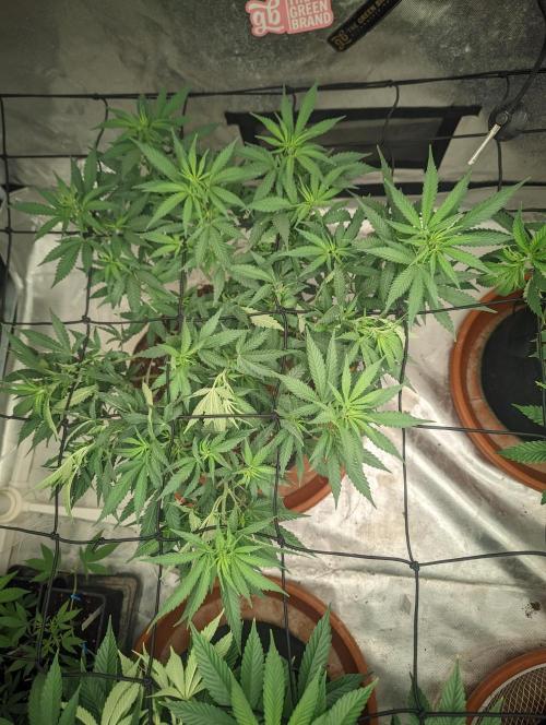 14/14 Kritical GB FEM "GB STRAINS". Week 12