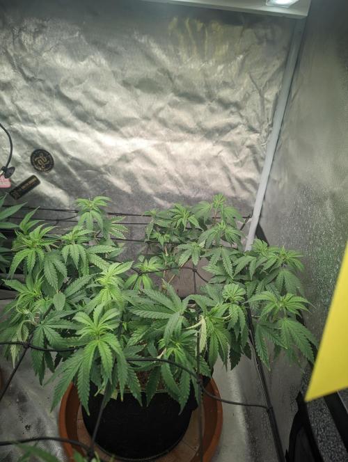 14/14 CRITICAL FEM "GB STRAINS". Week 12