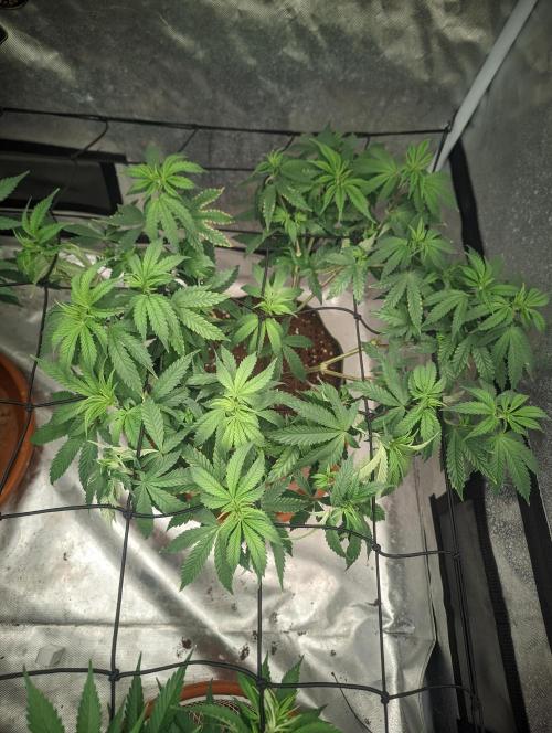14/14 CRITICAL FEM "GB STRAINS". Week 12
