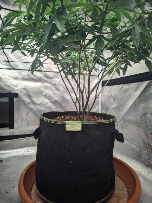 14/14 CRITICAL FEM "GB STRAINS". Week 12