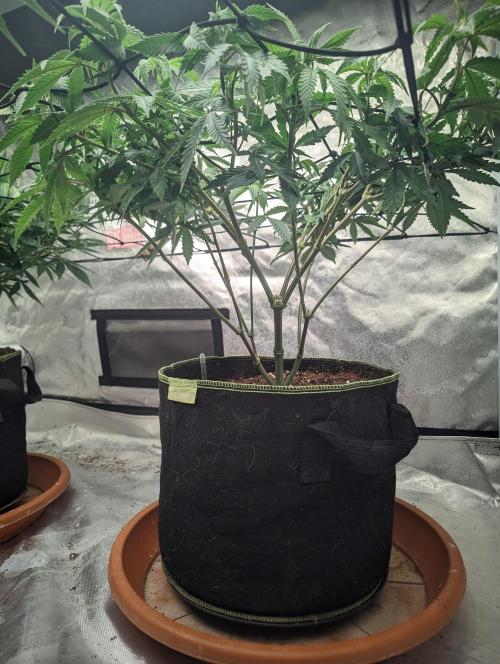 14/14 CRITICAL FEM "GB STRAINS". Week 12