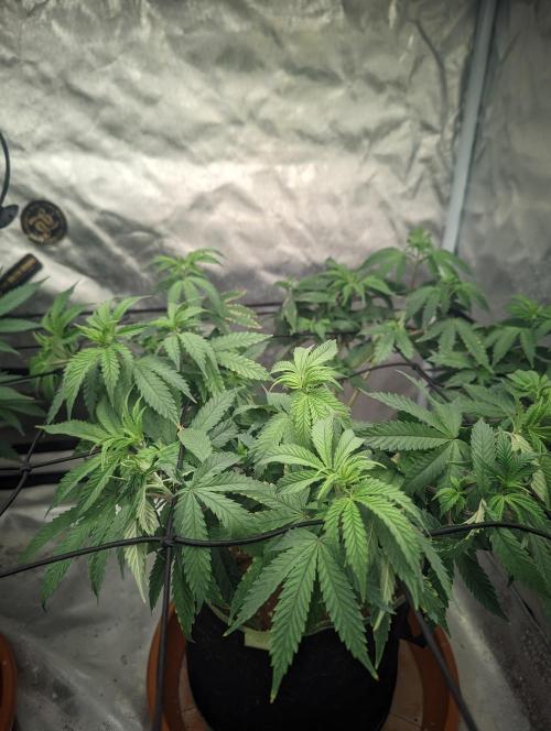 14/14 CRITICAL FEM "GB STRAINS". Week 12