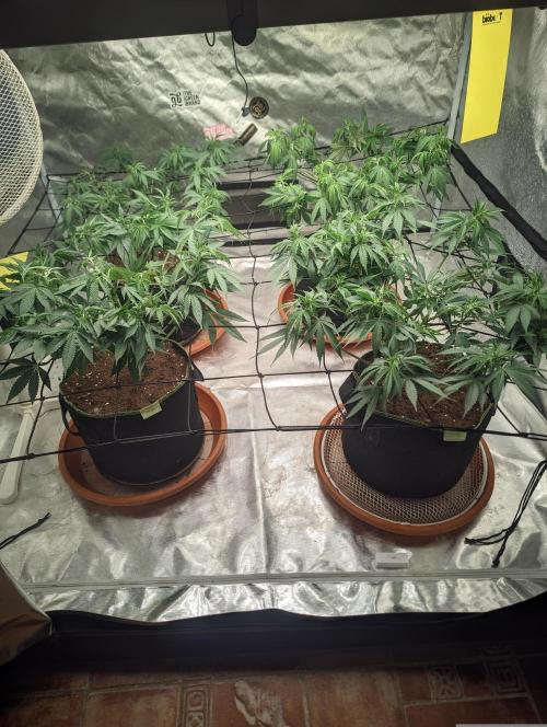 14/14 Oreoz FEM "GB SEEDS". Week 12