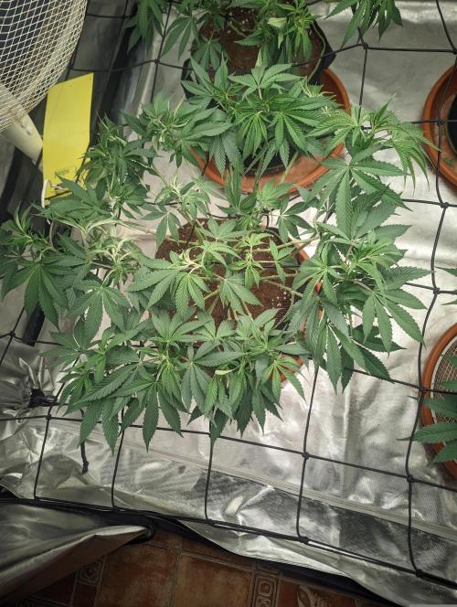 14/14 Oreoz FEM "GB SEEDS". Week 12