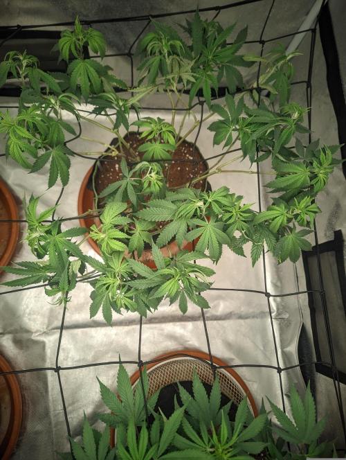 14/14 CRITICAL FEM "GB STRAINS". Week 12