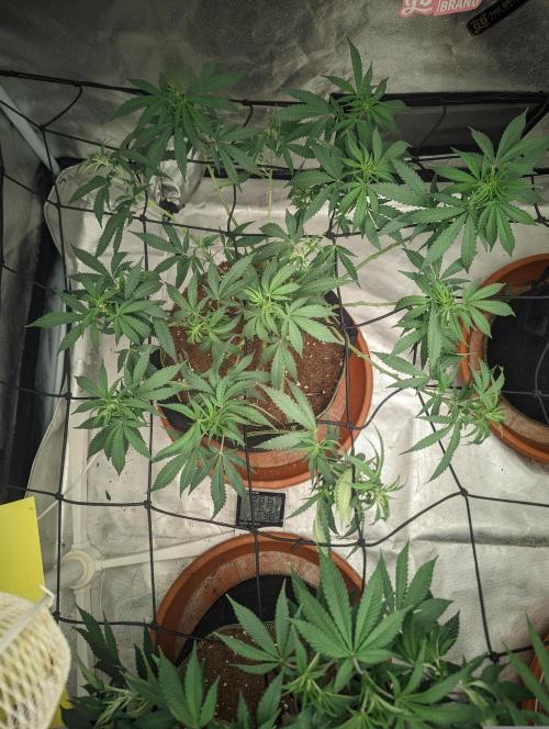 14/14 Kritical GB FEM "GB STRAINS". Week 12