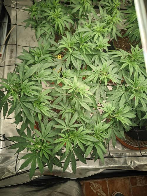 14/14 Oreoz FEM "GB SEEDS". Week 13