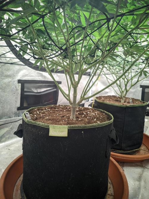 14/14 Oreoz FEM "GB SEEDS". Week 13