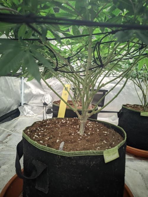 14/14 Oreoz FEM "GB SEEDS". Week 13