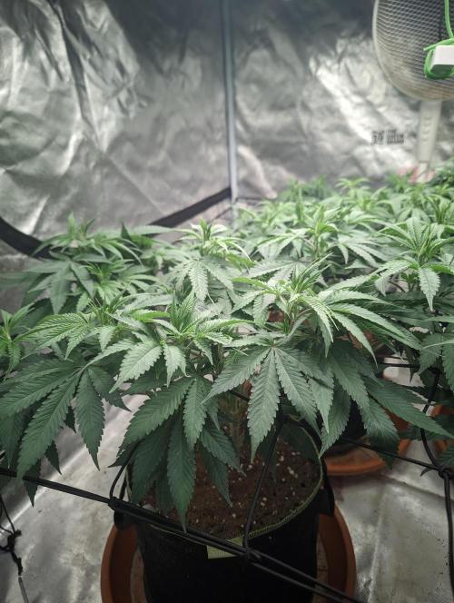 14/14 Oreoz FEM "GB SEEDS". Week 13