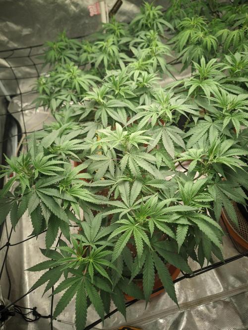 14/14 Oreoz FEM "GB SEEDS". Week 13