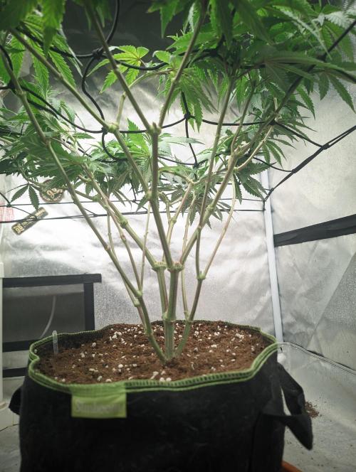 14/14 CRITICAL FEM "GB STRAINS". Week 13