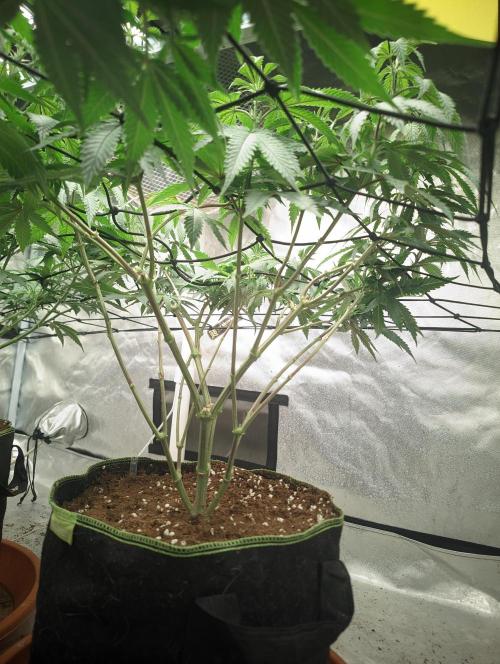 14/14 CRITICAL FEM "GB STRAINS". Week 13