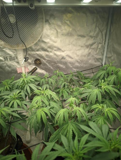 14/14 CRITICAL FEM "GB STRAINS". Week 13