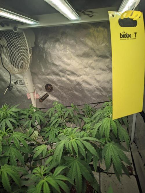 14/14 CRITICAL FEM "GB STRAINS". Week 13