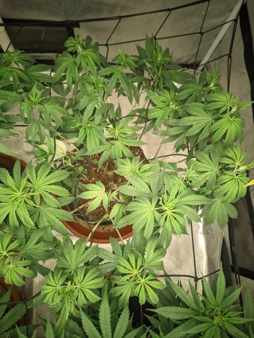 14/14 CRITICAL FEM "GB STRAINS". Week 13