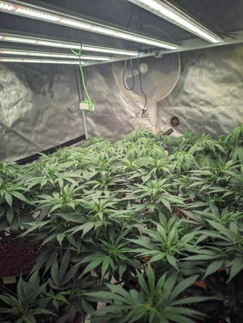 14/14 Kritical GB FEM "GB STRAINS". Week 13