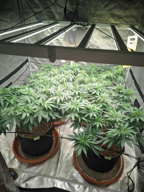 14/14 Kritical GB FEM "GB STRAINS". Week 13