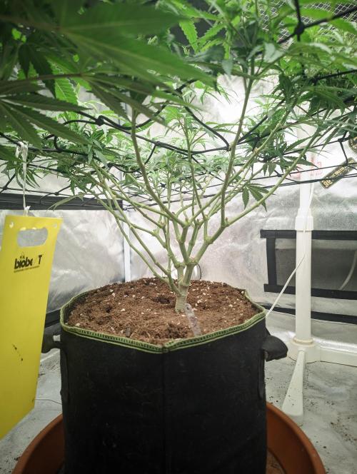 14/14 Kritical GB FEM "GB STRAINS". Week 13