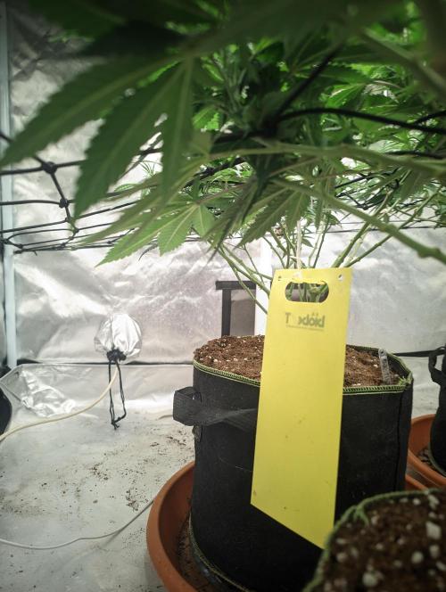 14/14 Kritical GB FEM "GB STRAINS". Week 13