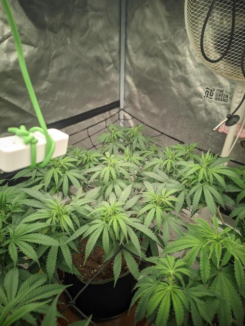 14/14 Kritical GB FEM "GB STRAINS". Week 13
