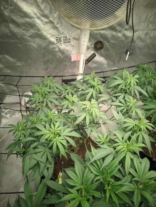 14/14 Kritical GB FEM "GB STRAINS". Week 13