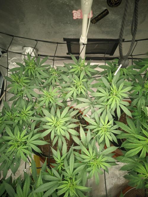 14/14 Kritical GB FEM "GB STRAINS". Week 13