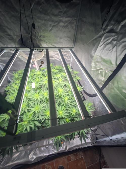 14/14 Oreoz FEM "GB SEEDS". Week 14