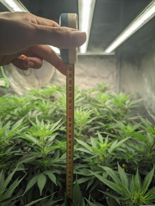 14/14 Oreoz FEM "GB SEEDS". Week 14