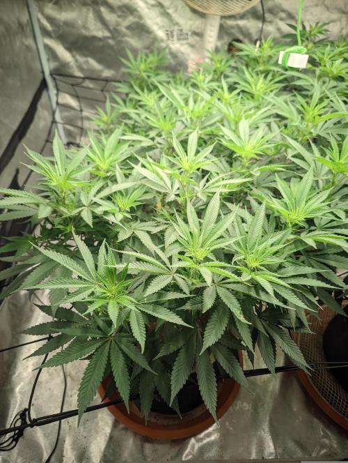 14/14 Oreoz FEM "GB SEEDS". Week 14