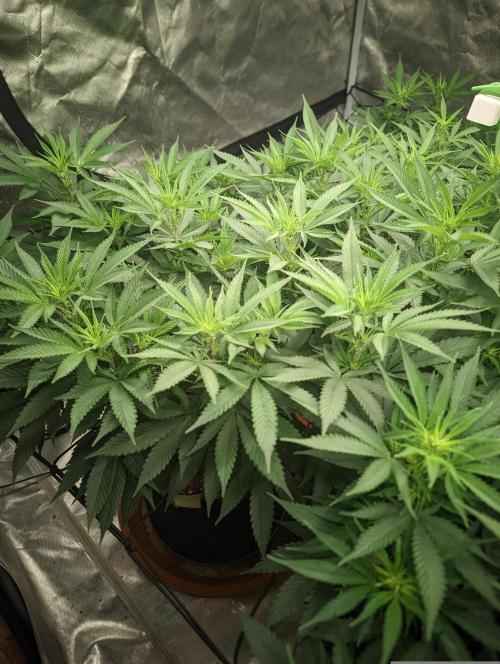 14/14 Oreoz FEM "GB SEEDS". Week 14