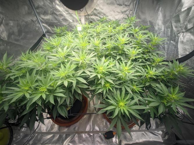 14/14 Oreoz FEM "GB SEEDS". Week 14