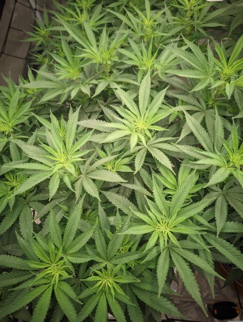 14/14 Oreoz FEM "GB SEEDS". Week 14