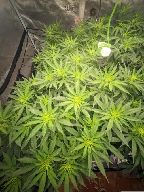 14/14 Oreoz FEM "GB SEEDS". Week 14
