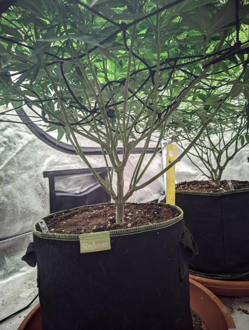 14/14 Oreoz FEM "GB SEEDS". Week 14