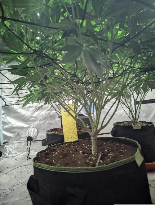 14/14 Oreoz FEM "GB SEEDS". Week 14