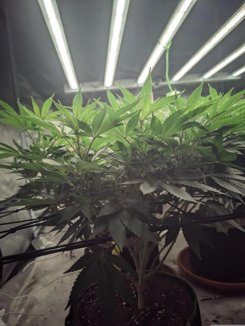 14/14 Oreoz FEM "GB SEEDS". Week 14