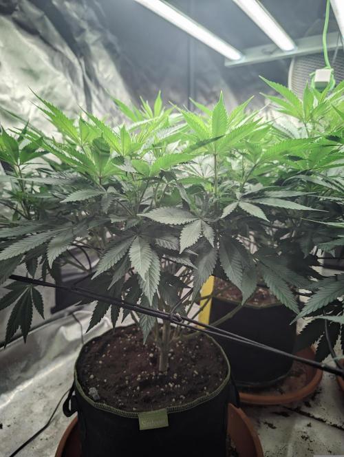 14/14 Oreoz FEM "GB SEEDS". Week 14