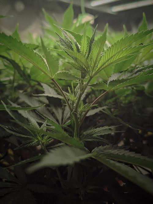 14/14 Oreoz FEM "GB SEEDS". Week 14