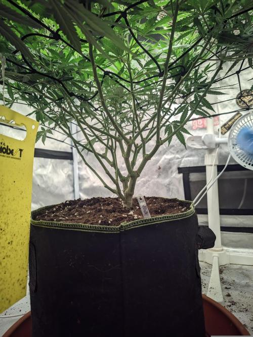 14/14 Kritical GB FEM "GB STRAINS". Week 14