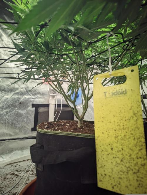 14/14 Kritical GB FEM "GB STRAINS". Week 14