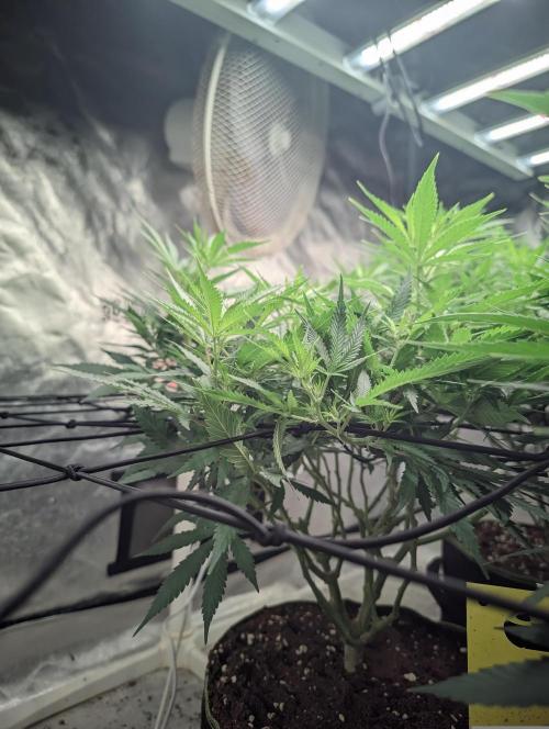 14/14 Kritical GB FEM "GB STRAINS". Week 14