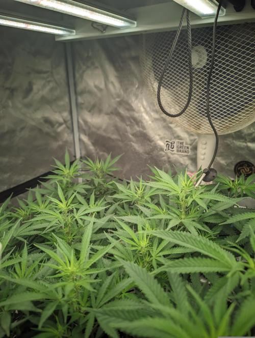 14/14 Kritical GB FEM "GB STRAINS". Week 14