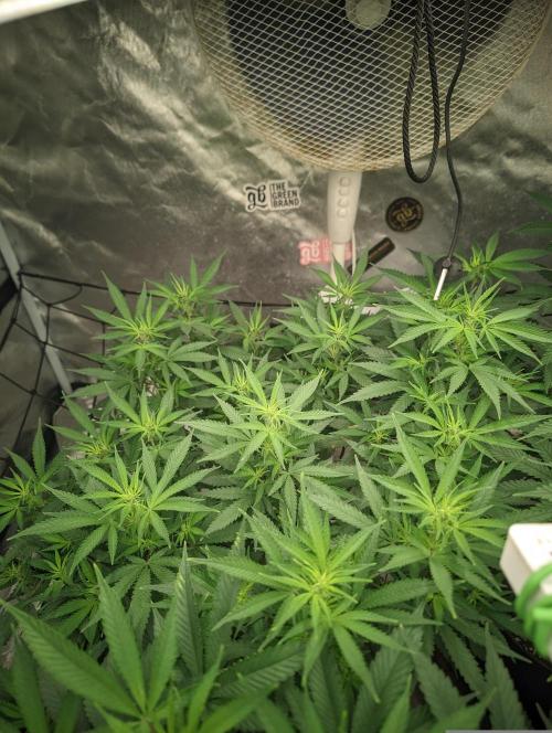 14/14 Kritical GB FEM "GB STRAINS". Week 14