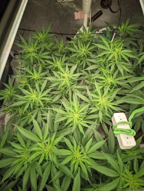 14/14 Kritical GB FEM "GB STRAINS". Week 14