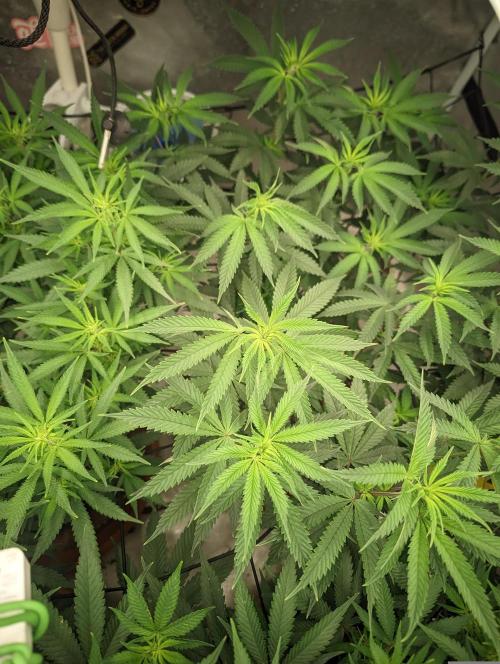14/14 CRITICAL FEM "GB STRAINS". Week 14