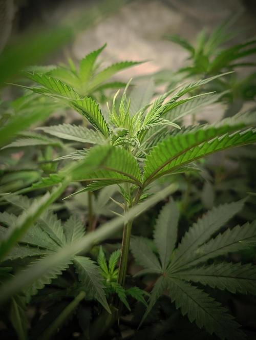 14/14 CRITICAL FEM "GB STRAINS". Week 14